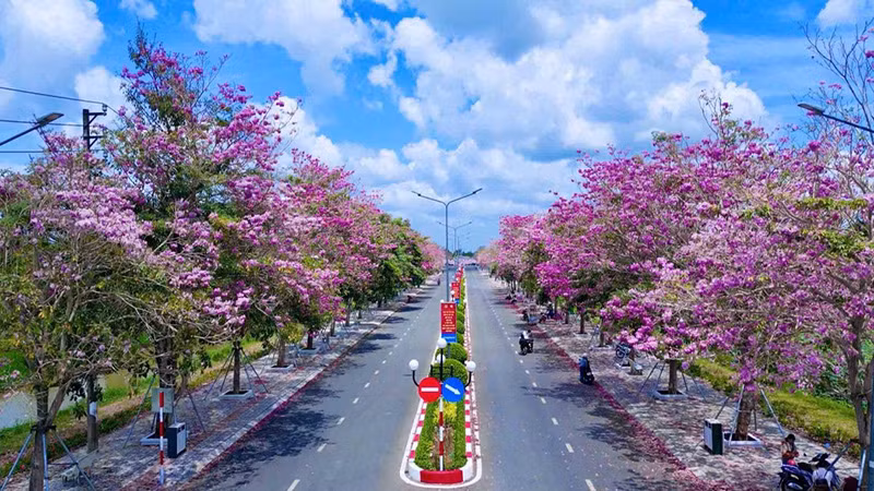 Đường hoa kèn hồng nở rộ tại Châu Thành (Sóc Trăng).