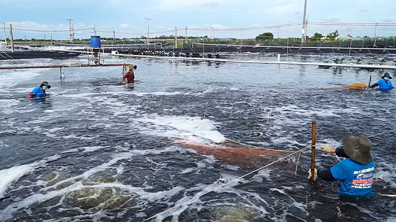 Thu hoạch tôm nước lợ tại Sóc Trăng.