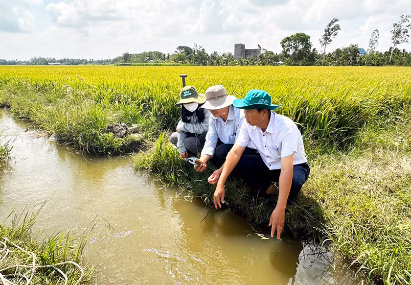 Cán bộ ngành nông nghiệp kiểm tra độ mặn trên đồng ruộng để điều tiết nước ngọt