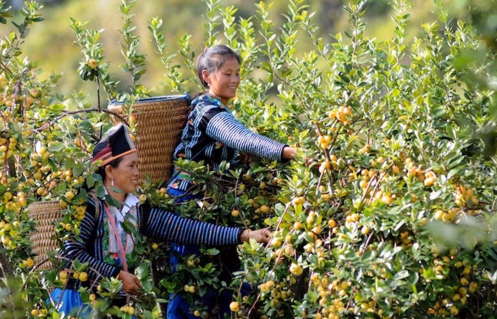 Ảnh minh họa: Nhiều chính sách của Đảng và Nhà nước đã giúp đồng bào dân tộc thiểu số thoát nghèo và phát triển bền vững. (Ảnh: TTXVN)