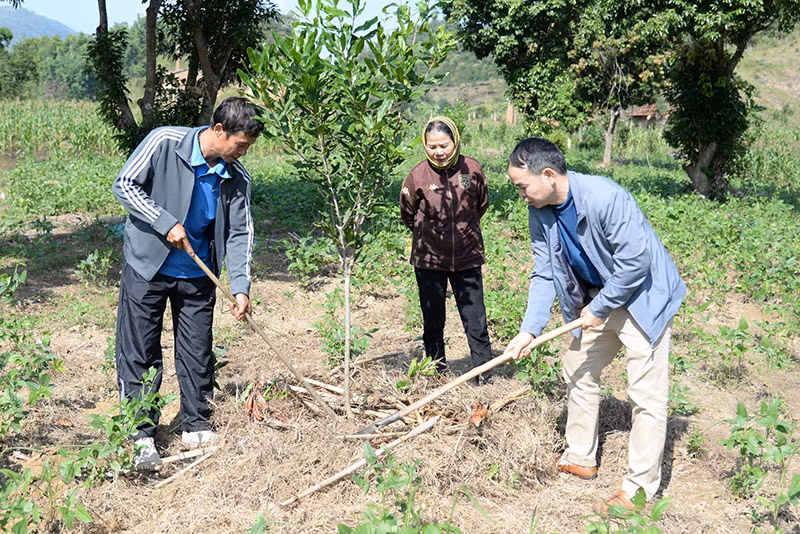 : Đồng chí Lò Văn Tuấn (bên phải), Phó Chủ tịch UBND xã Quài Nưa (huyện Tuần Giáo) trực tiếp hướng dẫn bà Đặng Thị Ngọt (bản Minh Thắng, xã Quài Nưa) chăm sóc cây mắc-ca. Ảnh | MẠNH TRƯỜNG : Đồng chí Lò Văn Tuấn (bên phải), Phó Chủ tịch UBND xã Quài Nưa (huyện Tuần Giáo) trực tiếp hướng dẫn bà Đặng Thị Ngọt (bản Minh Thắng, xã Quài Nưa) chăm sóc cây mắc-ca. Ảnh | MẠNH TRƯỜNG