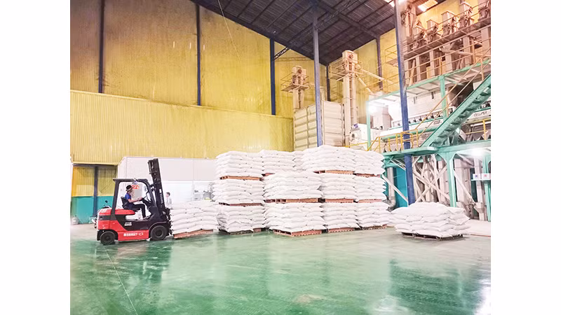 Vận chuyển gạo xuất khẩu tại Công ty TNHH Phước Thành II, tỉnh Long An. Ảnh | MINH HÀ