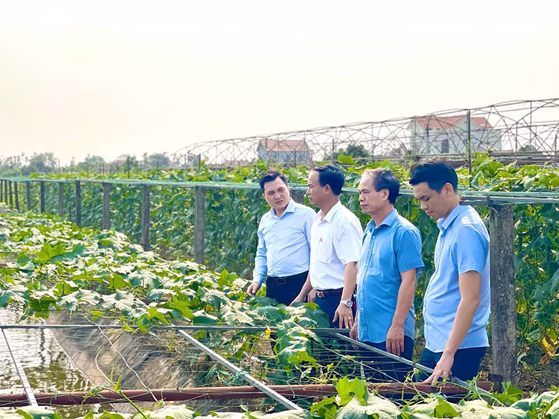 Chuyển đổi mô hình trồng hoa màu từ đất lúa kém hiệu quả tại xã Khánh Thành, huyện Yên Khánh. Ảnh | YẾN TRINH