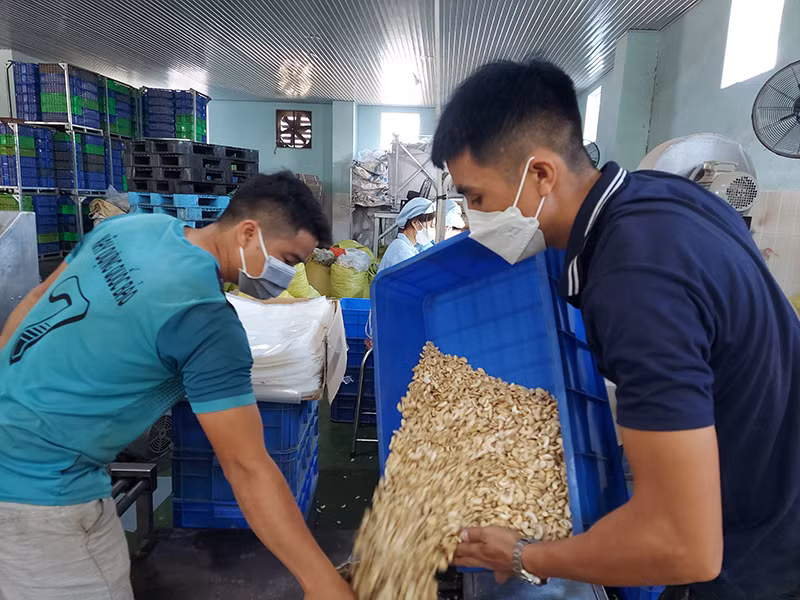 Chế biến sâu nông sản giúp gia tăng giá trị sản phẩm.