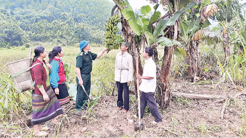 Mô hình trồng chuối xuất khẩu của đồng bào biên giới tỉnh Lai Châu.