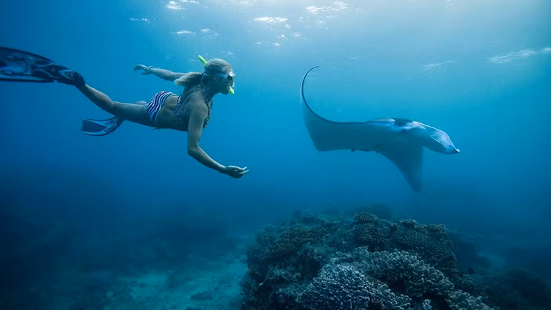 Lặn biển quan sát cá đuối ở Fiji. 