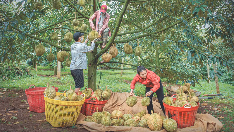 Nông dân Đắk Nông thu hoạch sầu riêng.