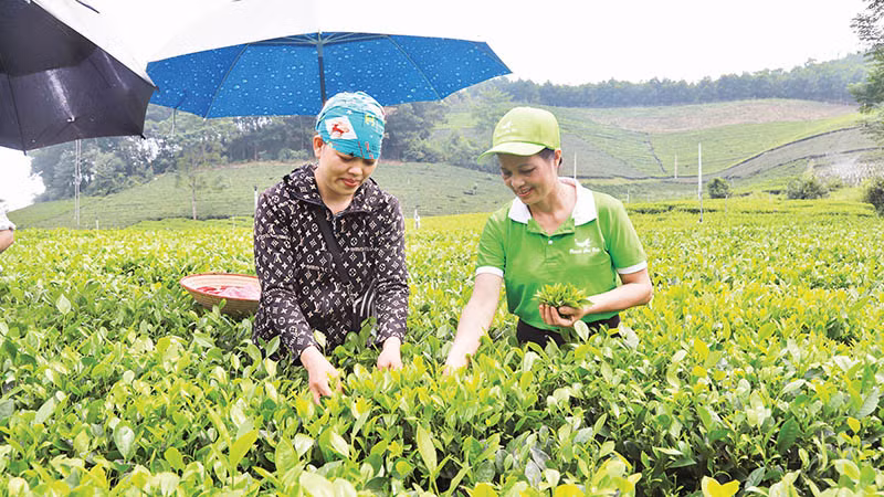 Chè Thái Nguyên là cây trồng đặc sản, chủ lực để nông dân phát triển kinh tế.
