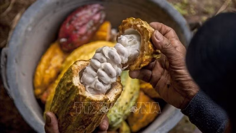 Nông dân thu hoạch quả ca-cao tại Yogyakata, Indonesia. (Ảnh THX/TTXVN)