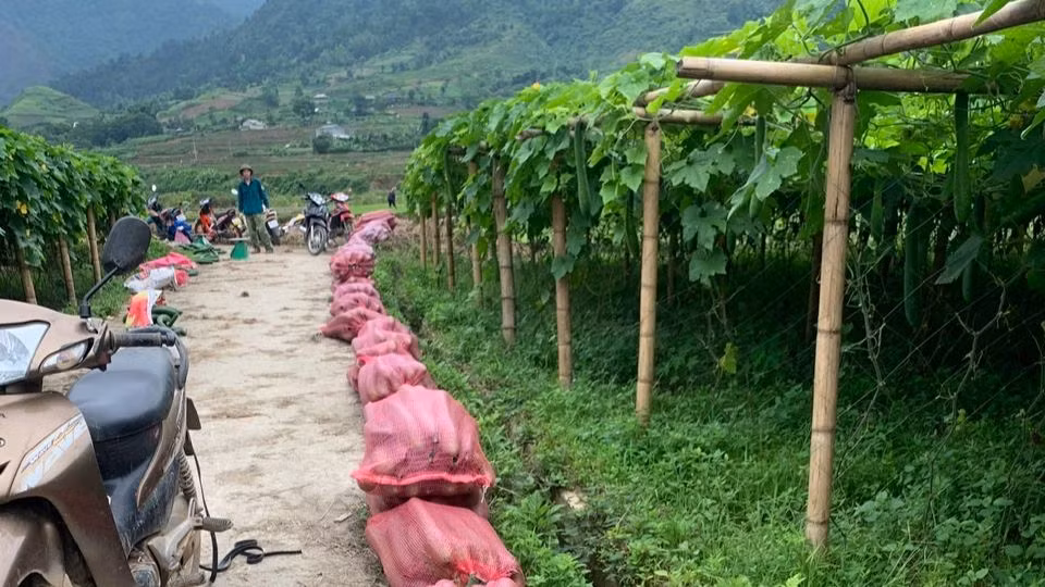Người dân thu bí xanh bán cho thương lái đưa về xuôi tiêu thụ.