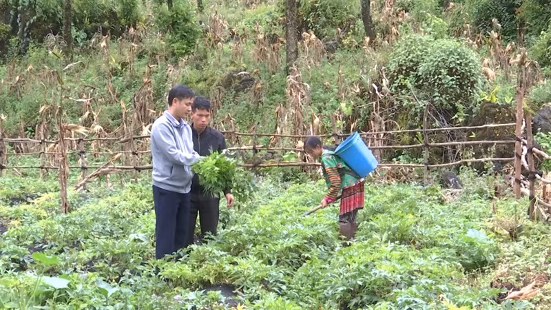 Từ những điển hình như ông Phương, nhiều hộ dân ở Mao Sao Phìn xã Xà Dề Phìn đã ổn định và vươn lên nhờ phát triển cây đương quy.