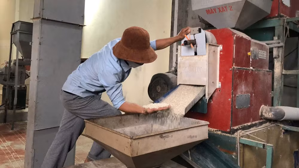 Cơ sở chế biến gạo, bao tiêu toàn bộ đầu ra cho người dân với mức giá ổn định đã được kí kết trước đó.