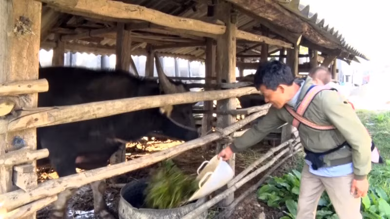 Các gia đình đưa gia súc về nuôi nhốt để tránh rét. Các gia đình đưa gia súc về nuôi nhốt để tránh rét.