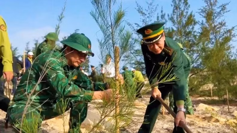 Bộ đội biên phòng Quảng Bình tham gia trồng cây phi-lao chắn gió ven biển, tháng 2/2024. (Ảnh: HƯƠNG GIANG) 