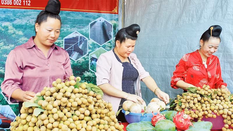 Sản phẩm nhãn thu hoạch từ các vườn ứng dụng công nghệ của huyện Sông Mã.(Ảnh: QUỐC TUẤN)