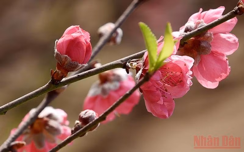 Hoa đào Nhật Tân. (Ảnh minh họa: Trần Hải)