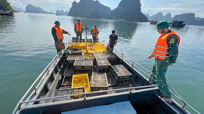  Cán bộ, chiến sĩ bộ đội biên phòng tỉnh Quảng Ninh bắt giữ phương tiện chở gia cầm và trứng gia cầm nhập lậu trên vùng biển xã Quan Lạn, huyện Vân Đồn. (Ảnh Xuân Hùng) Cán bộ, chiến sĩ bộ đội biên phòng tỉnh Quảng Ninh bắt giữ phương tiện chở gia cầm và trứng gia cầm nhập lậu trên vùng biển xã Quan Lạn, huyện Vân Đồn. (Ảnh Xuân Hùng)