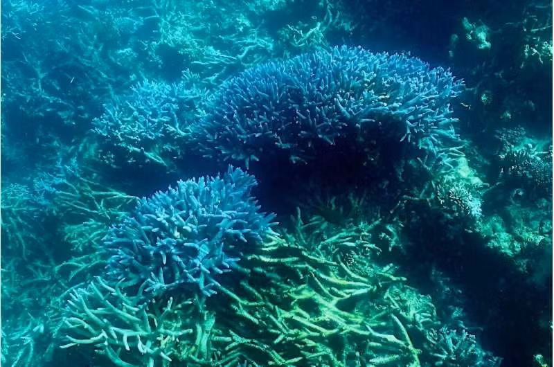 Tình trạng rạn san hô Great Barrier Reef ở Australia có thể xấu đi trong trường hợp nhiệt độ nước biển tăng. (Ảnh: Phys.org)