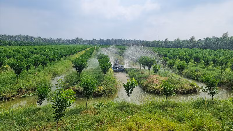 Nhiều diện tích cam sành được trồng mới mang nhiều rủi ro. Nhiều diện tích cam sành được trồng mới mang nhiều rủi ro.