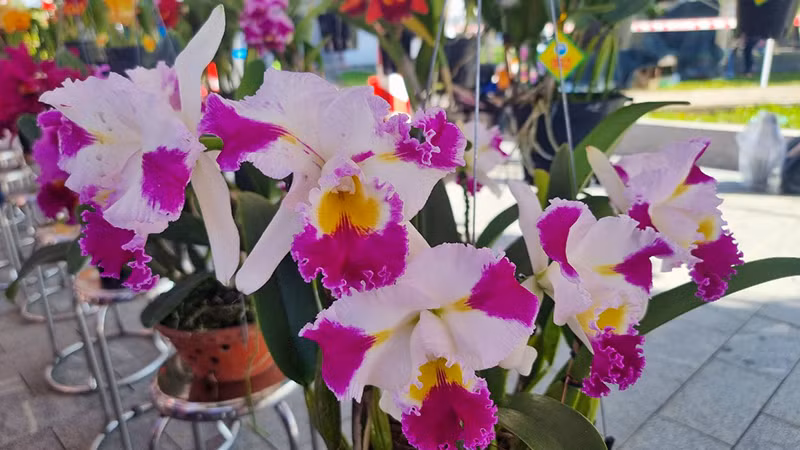 Nhiều loại hoa lan có màu sắc rất đẹp mắt. Nhiều loại hoa lan có màu sắc rất đẹp mắt.