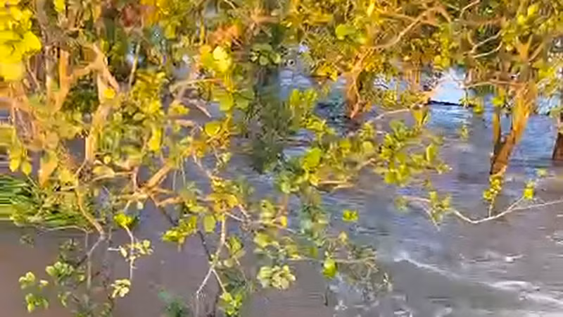 Sạt lở khiến nước nhiễm mặn tràn vào vườn cây ăn trái của người dân cồn Thanh Long.