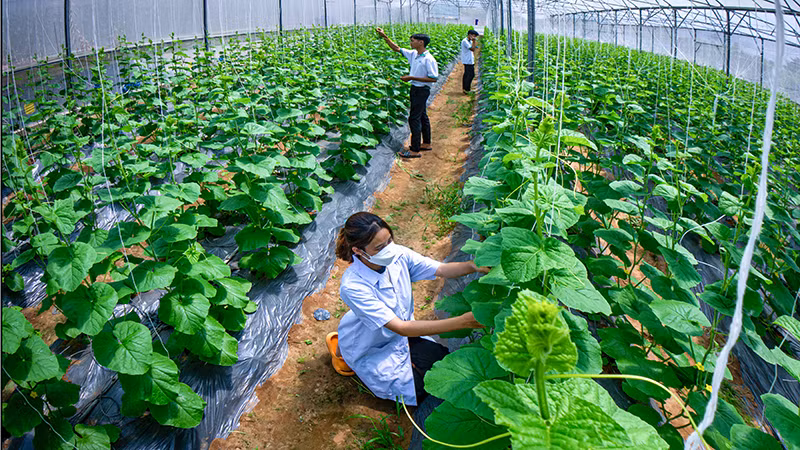 Sinh viên khoa nông nghiệp thực hành trên vườn dưa lưới.
