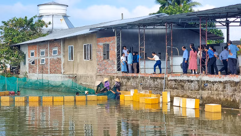 Đoàn giám sát của Tỉnh uỷ Vĩnh Long tham quan mô hình sản xuất cá linh tại xã Mỹ Phước, huyện Mang Thít, tỉnh Vĩnh Long. 