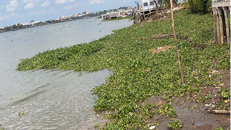 Hiện trạng nơi sụt lún bờ sông Cổ Chiên.
