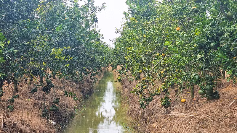 Nhiều vườn cam sành ở Vĩnh Long trái đã chín nhưng vẫn chưa thu hoạch. Nhiều vườn cam sành ở Vĩnh Long trái đã chín nhưng vẫn chưa thu hoạch.