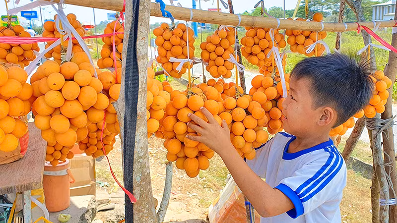 Thanh trà là một trong những loại trái cây đặc sản của tỉnh Vĩnh Long. Thanh trà là một trong những loại trái cây đặc sản của tỉnh Vĩnh Long.