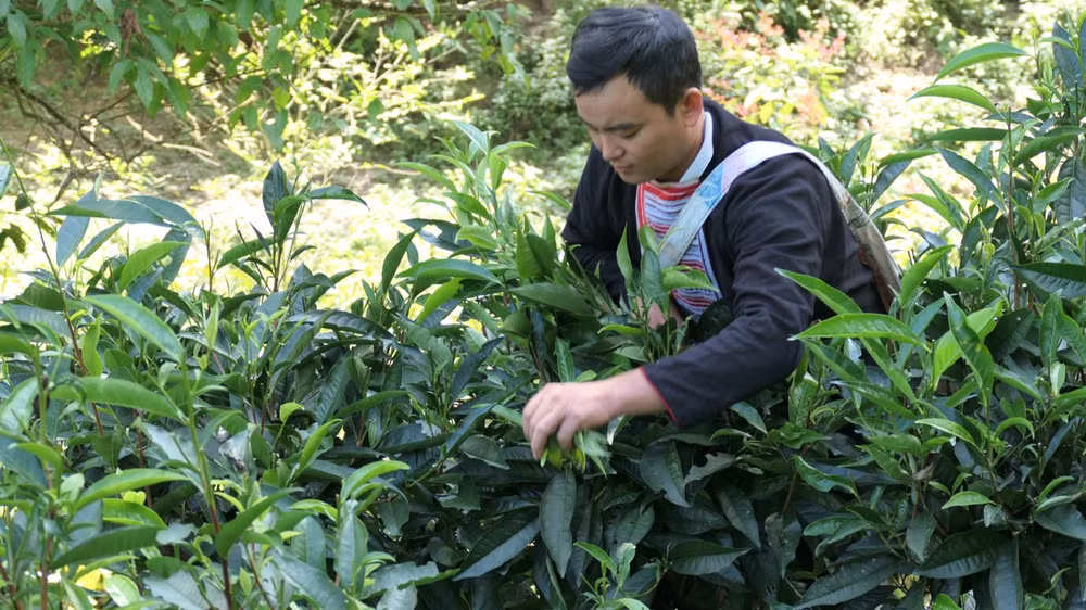 Ông Lý Chòi Vạn, Trưởng thôn, người có uy tín thôn Phìn Hồ, xã Thông Nguyên, huyện Hoàng Su Phì tiên phong trong phát triển kinh tế gia đình. Ông Lý Chòi Vạn, Trưởng thôn, người có uy tín thôn Phìn Hồ, xã Thông Nguyên, huyện Hoàng Su Phì tiên phong trong phát triển kinh tế gia đình.