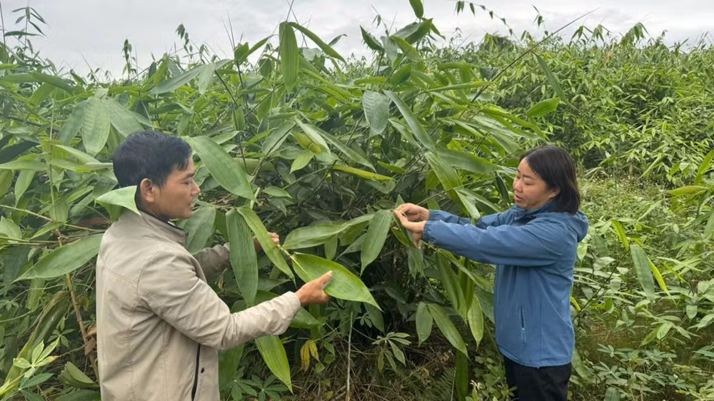 Người dân xã Ngọc Linh, huyện Vị Xuyên, trồng cây lá Giang cho thu nhập cao. Người dân xã Ngọc Linh, huyện Vị Xuyên, trồng cây lá Giang cho thu nhập cao.