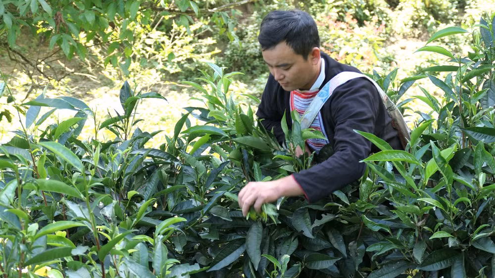 Nhiều địa phương trong tỉnh đã khai thác hiệu quả giá trị của cây chè Shan tuyết. Nhiều địa phương trong tỉnh đã khai thác hiệu quả giá trị của cây chè Shan tuyết.