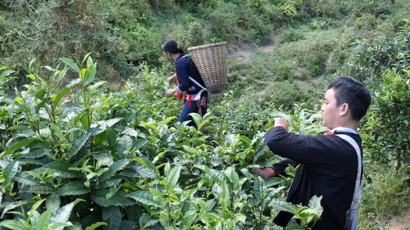 Đồng bào dân tộc Dao thôn Phìn Hồ, xã Thông Nguyên, huyện Hoàng Su Phì (Hà Giang) thu hái chè Shan tuyết.