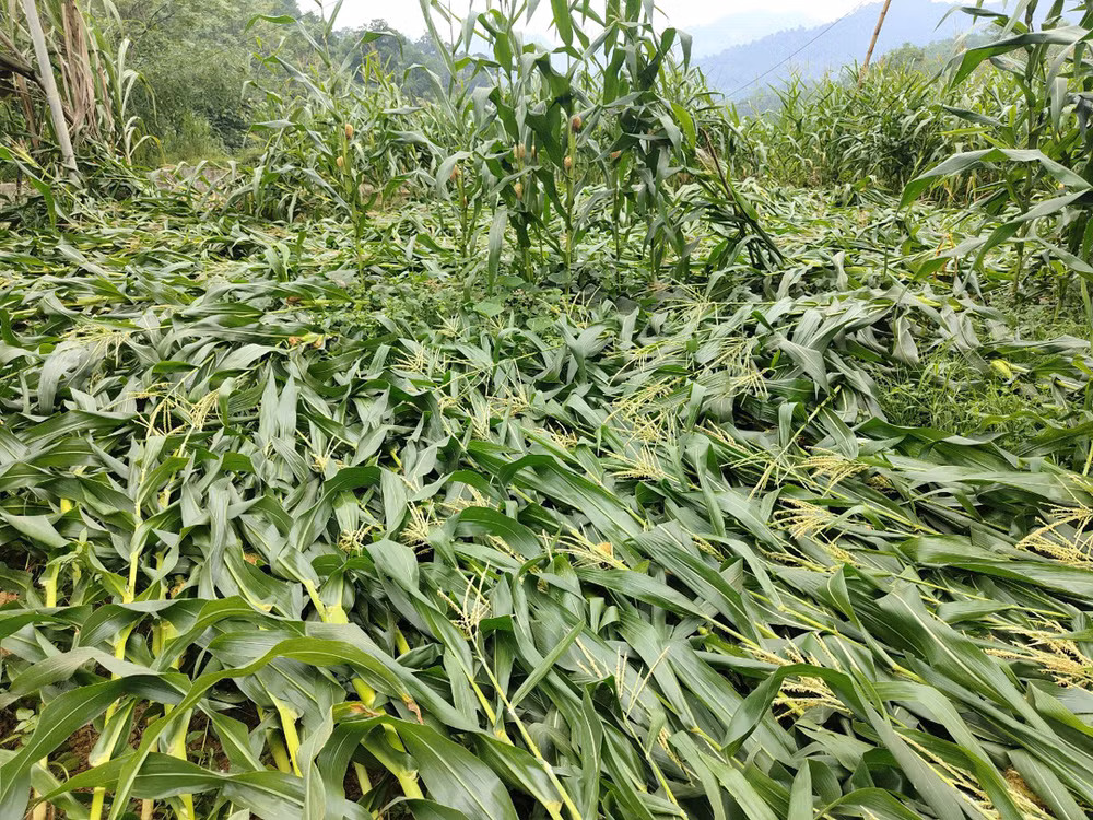 Nhiều diện tích ngô của người dân vùng cao tỉnh Hà Giang bị gãy đổ do gió lốc. Nhiều diện tích ngô của người dân vùng cao tỉnh Hà Giang bị gãy đổ do gió lốc.