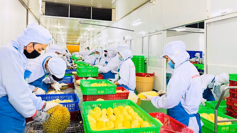 Sơ chế sầu riêng xuất khẩu tại Công ty cổ phần Tập đoàn Xuất nhập khẩu trái cây Chánh Thu. (Ảnh MINH HÀ)