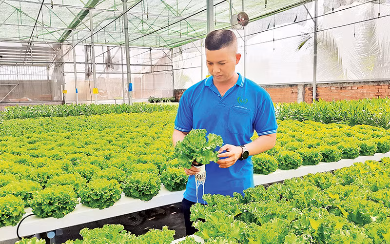 Mô hình trồng rau ứng dụng công nghệ thông tin của Hợp tác xã Tuấn Ngọc, thành phố Thủ Đức. 