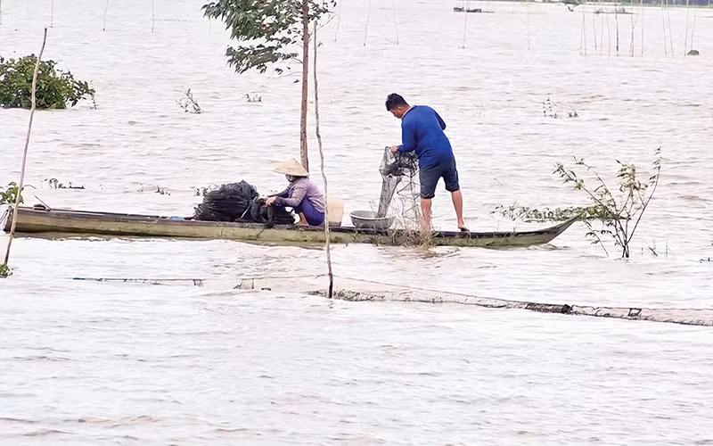 Người dân đánh cá trên cánh đồng mùa nước nổi ở xã Thường Thới Hậu A, huyện Hồng Ngự, tỉnh Đồng Tháp.