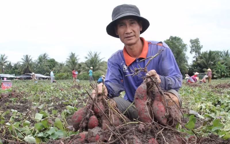 Trồng khoai lang ở Vĩnh Long. Ảnh: Bá Dũng Trồng khoai lang ở Vĩnh Long. Ảnh: Bá Dũng