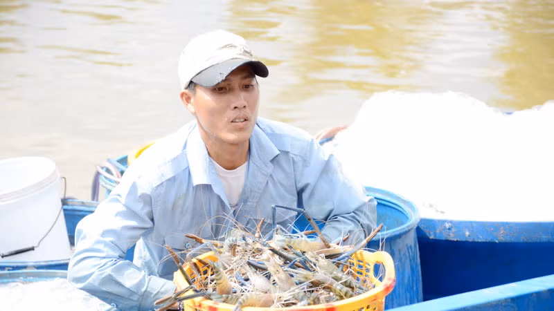 Người dân xã Vĩnh Bình Bắc, huyện Vĩnh Thuận thu hoạch tôm càng xanh. Người dân xã Vĩnh Bình Bắc, huyện Vĩnh Thuận thu hoạch tôm càng xanh.