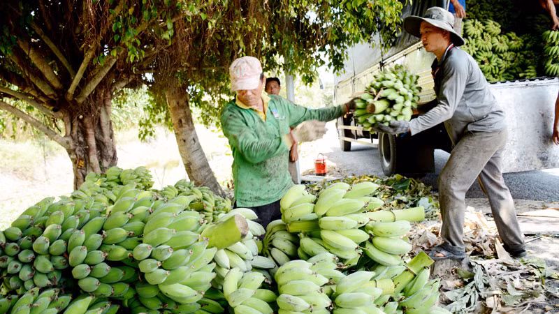 Nhân dân xã An Minh Bắc, huyện U Minh Thượng thu hoạch chuối. Nhân dân xã An Minh Bắc, huyện U Minh Thượng thu hoạch chuối.