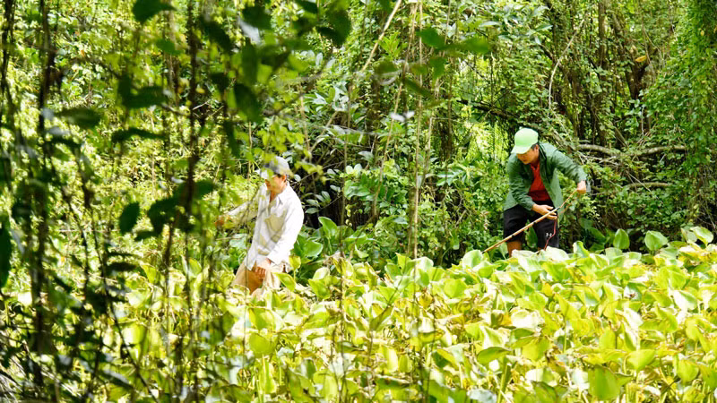 Lực lượng chức năng truy bắt cá sấu xổng chuồng.