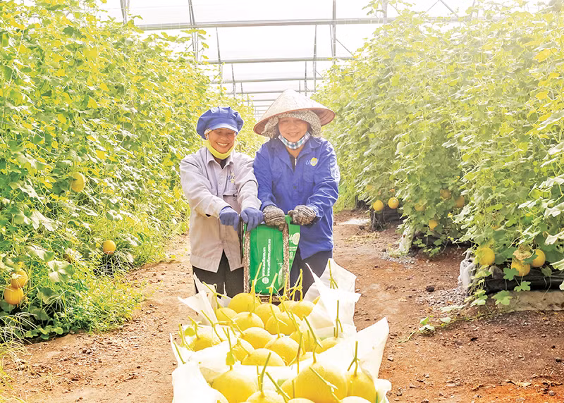 Thu hoạch dưa lưới tại Khu Nông nghiệp ứng dụng công nghệ cao An Thái do Unifarm đầu tư ở Bình Dương.