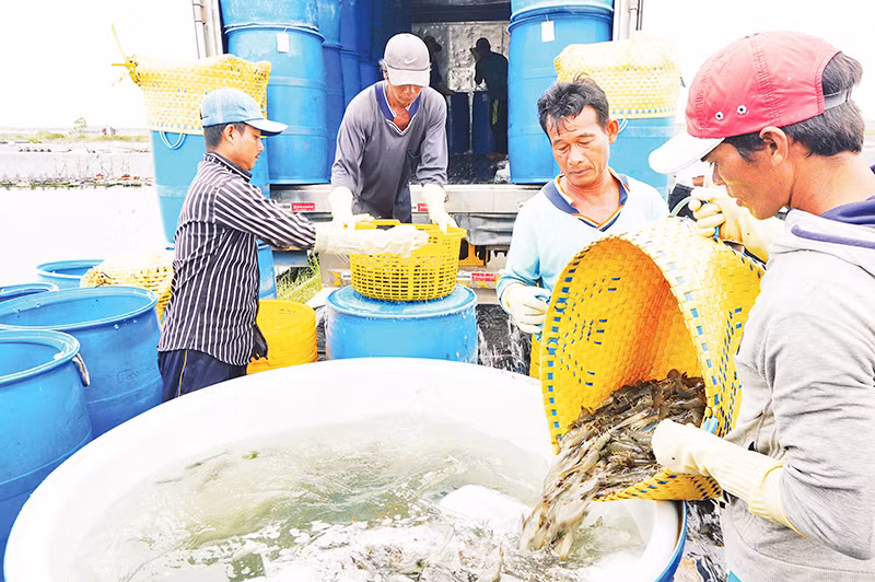 Thu hoạch tôm nước lợ tại Công ty Fimex (Sóc Trăng).