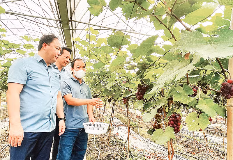 Anh Lục Vân Anh (người đeo khẩu trang) giới thiệu sản phẩm nho đen trong nhà lưới với Chủ tịch Hội Nông dân tỉnh Yên Bái.