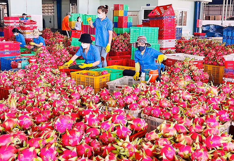 Sơ chế thanh long xuất khẩu tại tỉnh Bình Thuận. (Ảnh KIỀU HẰNG)