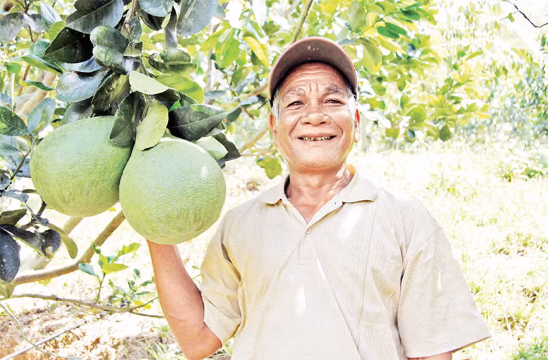 Bưởi Phước Bình, tỉnh Ninh Thuận đã được cấp mã số xuất khẩu sang Mỹ.