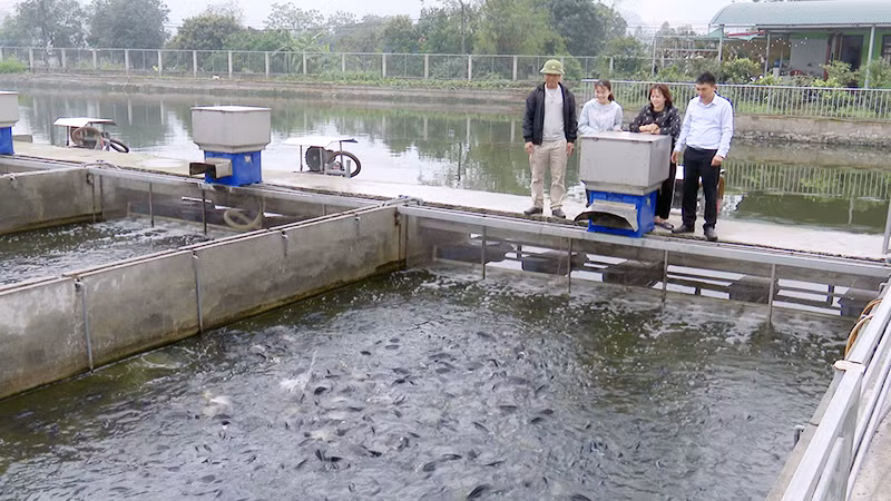 Mô hình nuôi cá "sông trong ao" tại Hợp tác xã Thủy sản sông trong ao Hải Đăng, xã Thanh Sơn, huyện Kim Bảng.