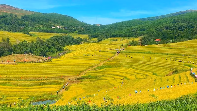 Lễ hội ruộng bậc thang Miền Đồi lần đầu tiên được huyện Lạc Sơn, tỉnh Hòa Bình tổ chức.