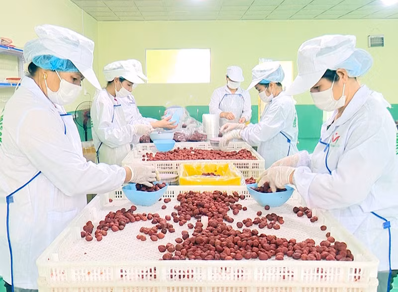 Chế biến quả mơ xuất khẩu sang thị trường Nhật Bản tại Công ty MISAKI, Khu công nghiệp Thanh Bình, tỉnh Bắc Kạn. (Ảnh HƯƠNG LAN)